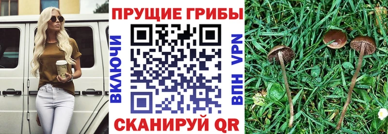 Псилоцибиновые грибы мухоморы  Куйбышев 